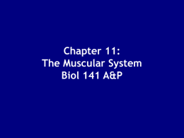 Chapter 11: The Muscular System