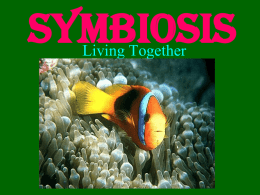 Symbiosis - Staff Web Sites @ BBHCSD