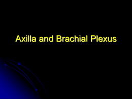 Axilla and Brachial Plexus - University of Kansas Medical