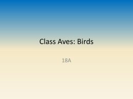 Class Aves: Birds