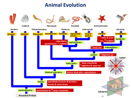 Animal Evolution - Bryn Mawr School