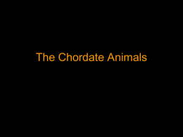 The Chordate Animals - Blue Valley School District