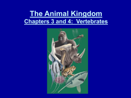 The Animal Kingdom Chapters 3 and 4: Vertebrates