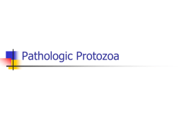 Protozoa - Dr Magrann