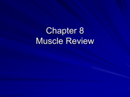 Chapter 8 Muscle Review