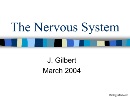 The Nervous System - BiologyMad A