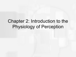 Chapter 2: Introduction to Physiology of Perception