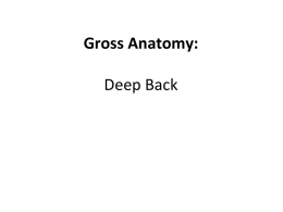 Gross Anatomy: Deep Back