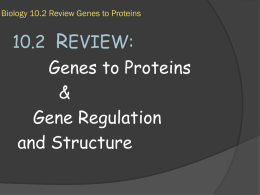 Biology 10.2 Review Genes to Proteins