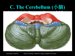 C. The Cerebellum (小脑)