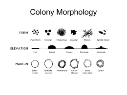 Bacteria Plating and Morphology
