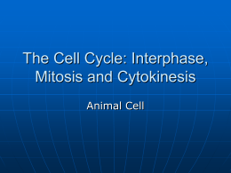 The Cell Cycle: Interphase, Mitosis