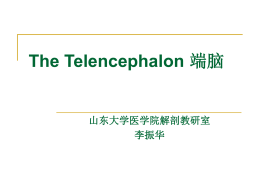 The Telencephalon