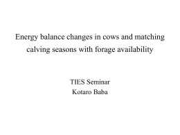 Energy balance changes in cows and matching calving