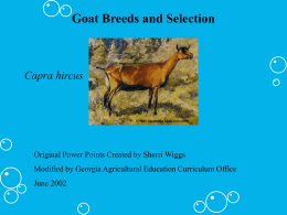 Beef Breeds and Selection Agriscience I