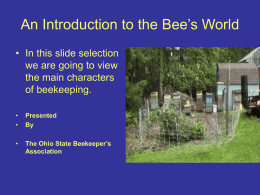 An Introduction to the Bee's World