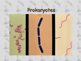 Bacteria / Monerans
