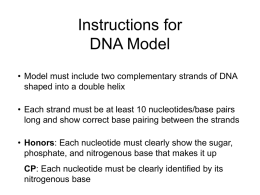 Instructions for DNA Model