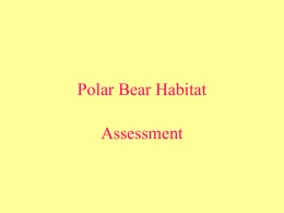 Polar Bear Habitat