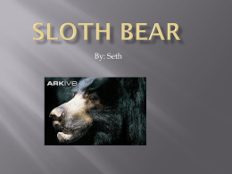 Sloth Bear