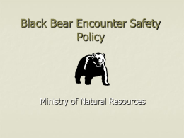 Black Bear Encounter Policy