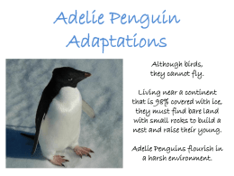 Adelie Penguin Adapt