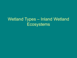Wetland Types