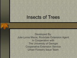 ORNAMENTAL, TURF AND TREE INSECTS
