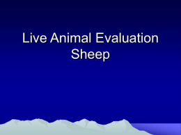 Live Animal Evaluation Sheep - Waxahachie