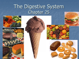 The Digestive System Chapter 16