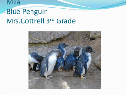 Blue penguin - Marcellus High School