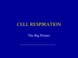 CELL RESPIRATION