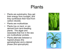 Plants - NIU Department of Biological Sciences