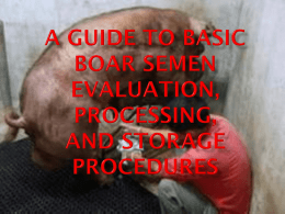 A Guide to Basic Boar Semen Evaluation, Processing, and