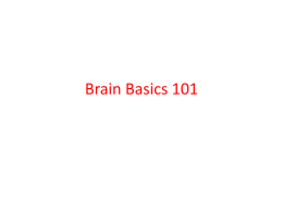 Brain Basics 101