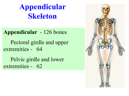 Chapter 8 Appendicular Skeleton