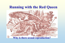 PowerPoint Presentation - Running With the Red Queen