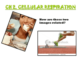 CH 2. CELLULAR RESPIRATION