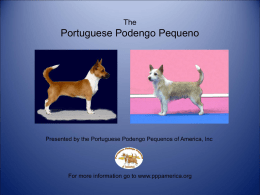 The Portuguese Podengo Pequeno