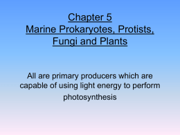 Chapter 5 Marine Prokaryotes, Protists, and Fungi and