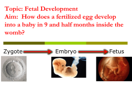 Fetal Development - Mr. Le's Living Environment Webpage