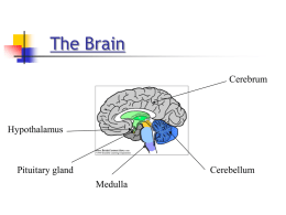 The Brain & Cerebral Hemispheres