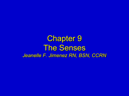 Chapter 9 The Senses