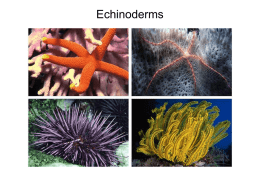 Echinoderms - Mohawk Valley Community College