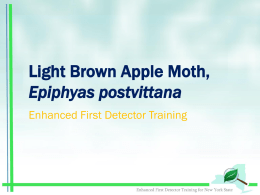 Light Brown Apple Moth - University of Florida