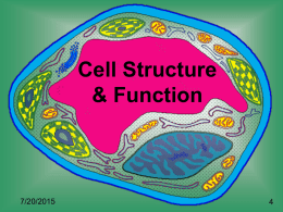 Cell Structure & Function - Mrs. Pace's Science Site