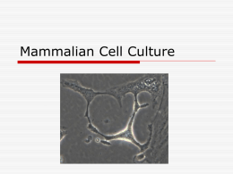 Mammalian Cell Culture - Home for HASPI, San Diego's