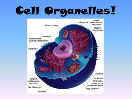 Cell Organelles - Ms. Nevel's Biology Website