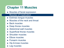 Chapter 11 Muscles