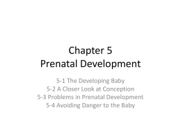 Chapter 5 Prenatal Development